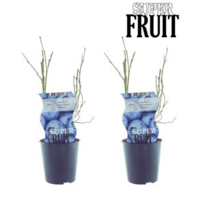 Vaccinium Berkeley (Bosbes) - 2 stuks - Ø12cm - ↕30cm