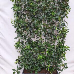 Photinia Fraseri 'Red Robin' - Glansmispel - Kant-en-Klaar Haag - 120 x 180 cm