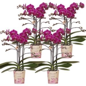 Kolibri Orchids | COMBI DEAL van 4 paarse phalaenopsis orchideeën - Morelia - potmaat Ø9cm | bloeiende kamerplant - vers van de kweker