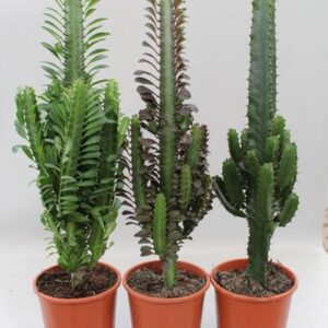 Cactus Desert Mix (Euphorbia) - 3 stuks - Ø17cm - ↕70cm