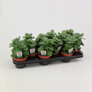 Coleus 'Verpiss Dich' - Ø10,5cm - ↕20cm
