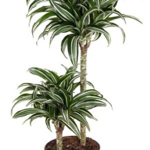 Dracaena Jade Jewel 45-15 - Ø19cm - ↕80cm