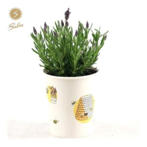 Lavandula St. 'Anouk'® Collection P12 In Cup Bee - Ø13cm - ↕30cm