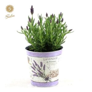 Lavandula St. 'Anouk'® Collection P12 In Zinc Lavender - Ø14cm - ↕30cm