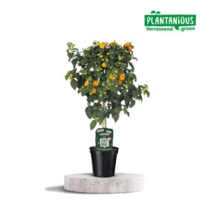Lantana Oker Oranje - Ø19cm - ↕75cm