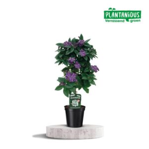 Heliotropium - Ø19cm - ↕75cm