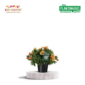 Alstroemeria Colorita Geel - Ø19cm - ↕40cm