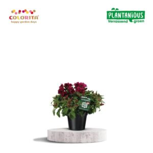 Alstroemeria Colorita Paars - Ø19cm - ↕40cm