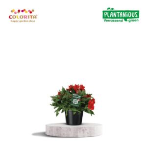 Alstroemeria Colorita Rood - Ø19cm - ↕40cm
