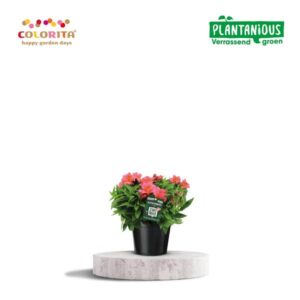 Alstroemeria Colorita Roze - Ø19cm - ↕35cm