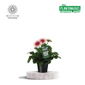 Gerbera Patio XXL Roze - Ø21cm - ↕65cm