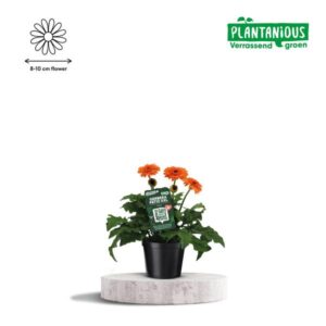 Gerbera Patio XXL Oranje - Ø21cm - ↕65cm
