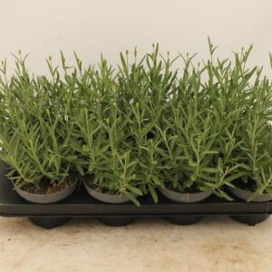 Lavandula Angustifolia Essence Purple - Ø13cm - ↕30cm