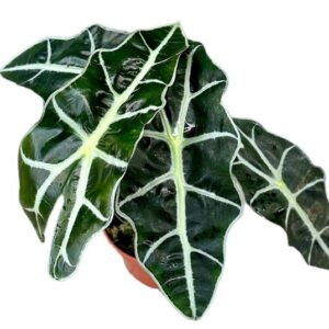 Alocasia Polly - Ø10,5cm - ↕20cm
