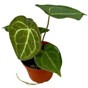 Anthurium Clarinervium - Ø9cm - ↕15cm