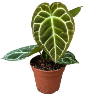 Anthurium Crystallinum - Ø14cm - ↕30cm