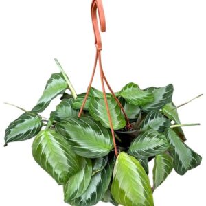 Maranta Silverband - Ø14cm - ↕20cm