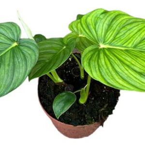 Philodendron Pastazanum - Ø17cm - ↕40cm