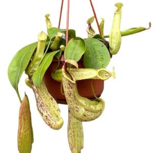 Nepenthes Monkey Jars Mojito - Ø14cm - ↕40cm