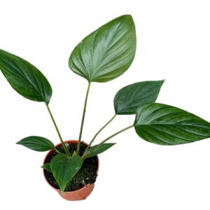 Homalomena Rubescens Black - Ø10,5cm - ↕15cm