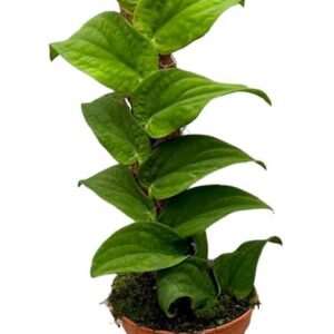 Rhaphidophora Korthalsii - Ø14cm - ↕30cm