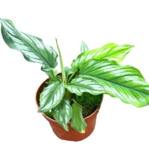 Homalomena Riau Sumatra - Ø10,5cm - ↕15cm
