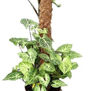 Syngonium Batik - Ø17cm - ↕40cm