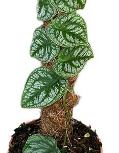Monstera Dubia - Ø14cm - ↕30cm