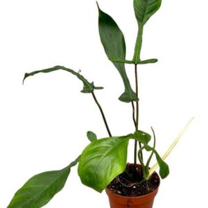 Philodendron Joepii - Ø17cm - ↕30cm