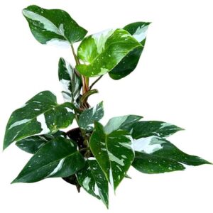 Philodendron White Princess - Ø17cm - ↕30cm
