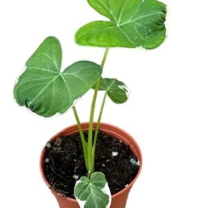 Alocasia Mickey Mouse - Ø14cm - ↕25cm