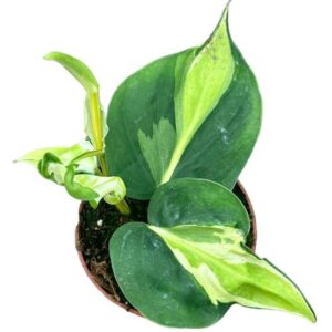 Philodendron Cream Splash - Ø10,5cm - ↕15cm