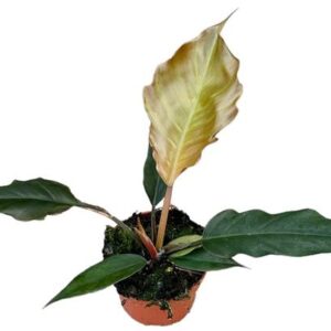 Philodendron Choco Empress - Ø10,5cm - ↕15cm