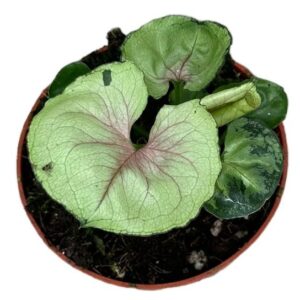 Syngonium Bob Allusion - Ø10,5cm - ↕15cm