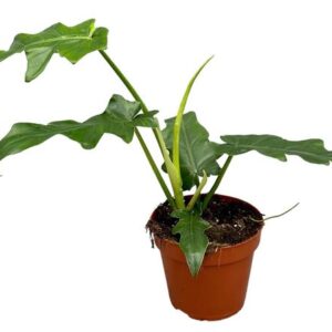 Philodendron Bob Cee - Ø17cm - ↕30cm