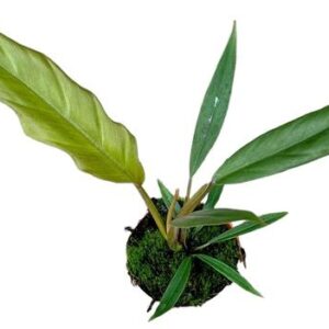 Philodendron Caramel Pluto - Ø10,5cm - ↕25cm