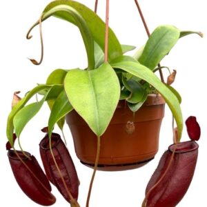 Nepenthes Monkey Jars Diana - Ø14cm - ↕30cm