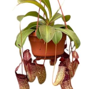 Nepenthes Monkey Jars Sam - Ø14cm - ↕40cm