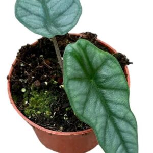 Alocasia Heterophylla Corazon - Ø10,5cm - ↕15cm