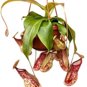 Nepenthes Monkey Jars Gaya - Ø14cm - ↕45cm
