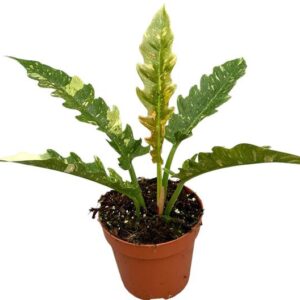 Philodendron Ring Of Fire - Ø17cm - ↕30cm
