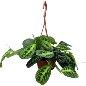 Maranta Lemon Lime - Ø14cm - ↕20cm
