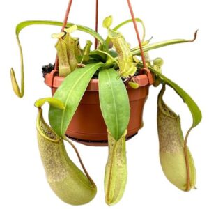 Nepenthes Monkey Jars Loes - Ø14cm - ↕30cm