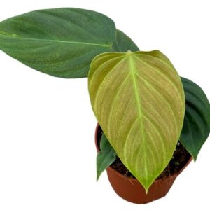 Philodendron Nangaritense - Ø10,5cm - ↕15cm