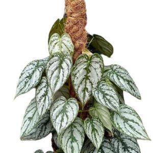 Philodendron Brandtianum - Ø17cm - ↕40cm