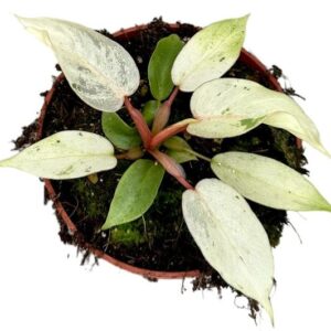Philodendron Snowdrift - Ø10,5cm - ↕15cm