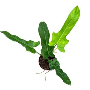 Philodendron Jerry Horne - Ø17cm - ↕30cm