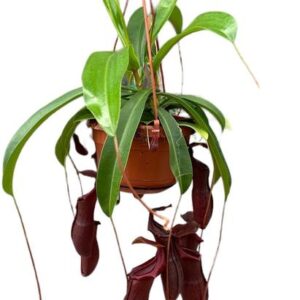 Nepenthes Monkey Jars Bill - Ø14cm - ↕40cm