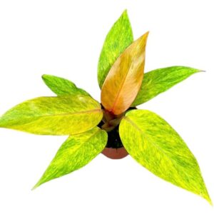 Philodendron Orange Marmalade - Ø10,5cm - ↕15cm