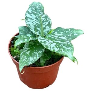 Schismatoglottis Sp. Ex Thailand - Ø10,5cm - ↕15cm